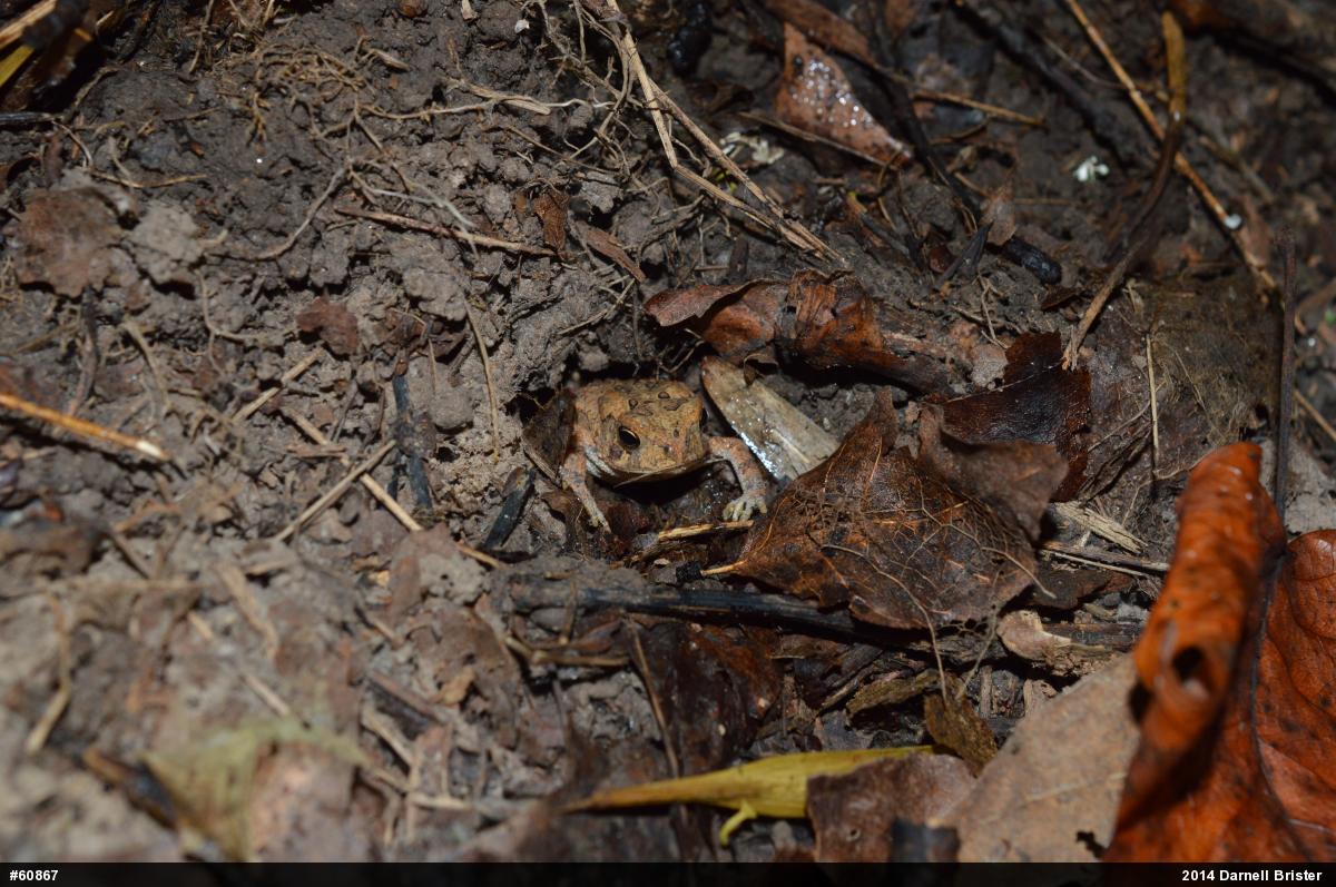 Eastern American Toad