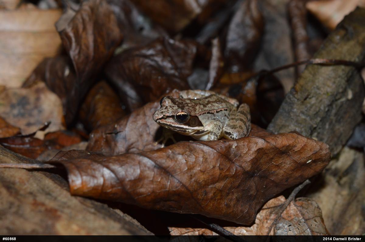 Wood Frog