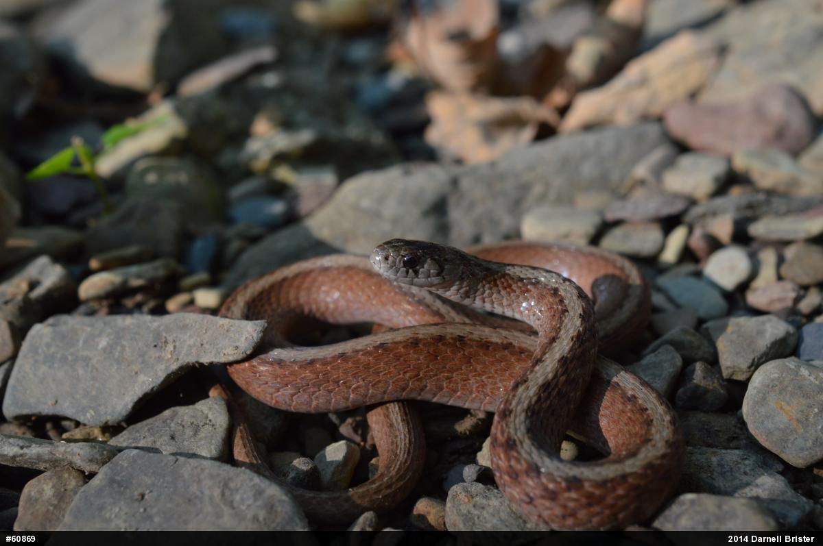Dekay's Brownsnake