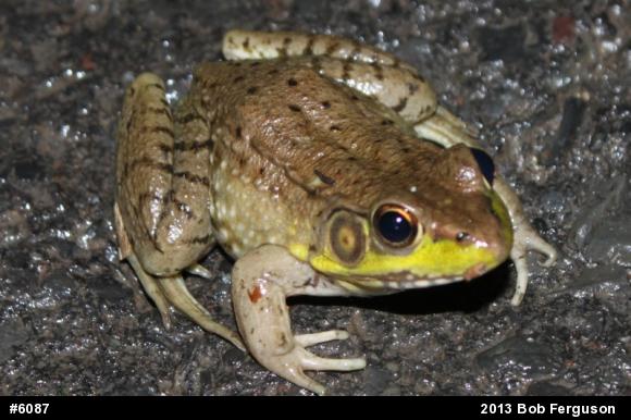 Green Frog
