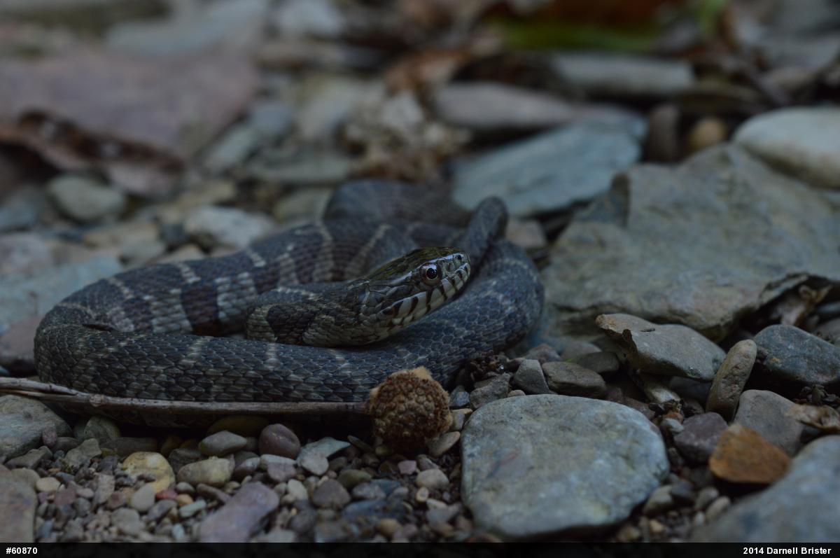 Northern Watersnake