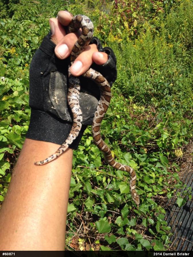 Eastern Milksnake