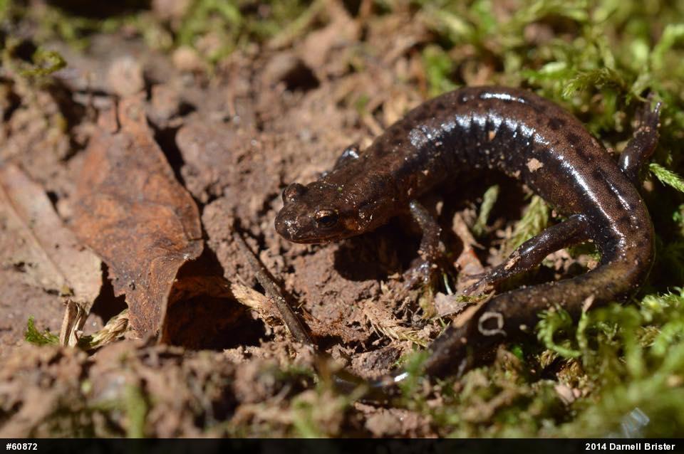 Allegheny Mountain Dusky Salamander