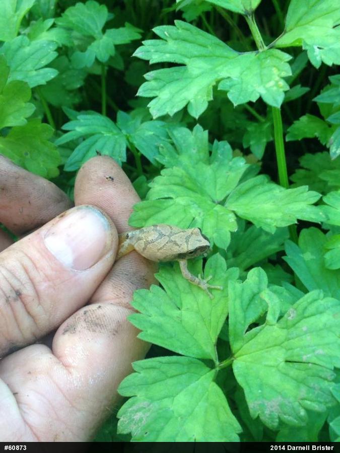 Spring Peeper
