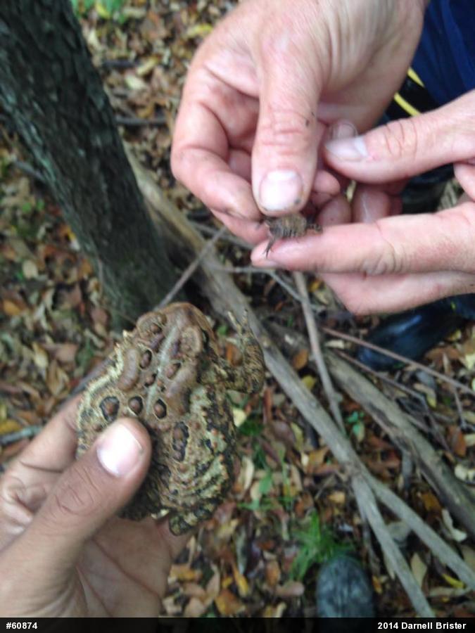 Eastern American Toad
