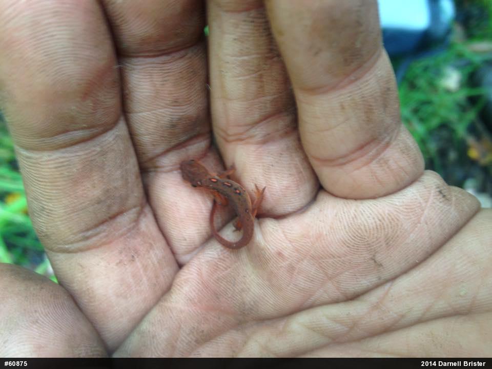 Red-spotted Newt