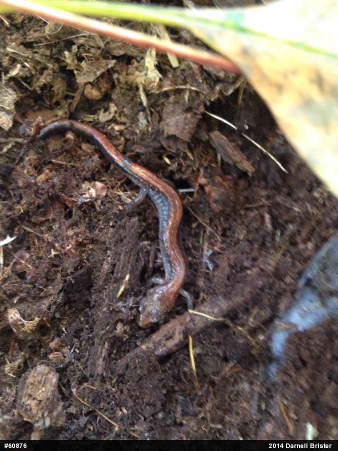 Eastern Red-backed  Salamander