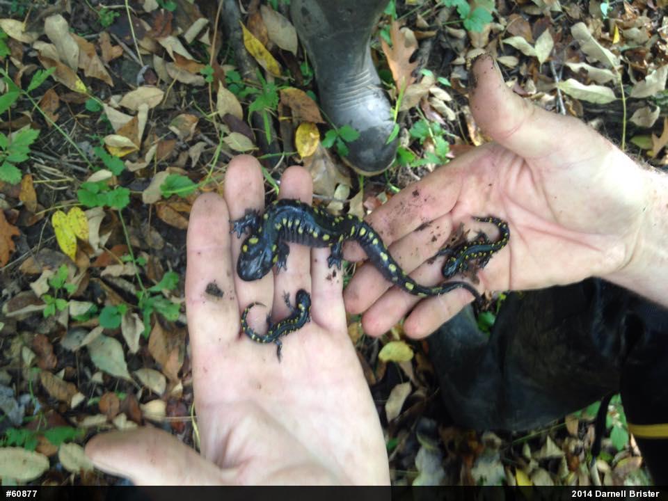 Spotted Salamander