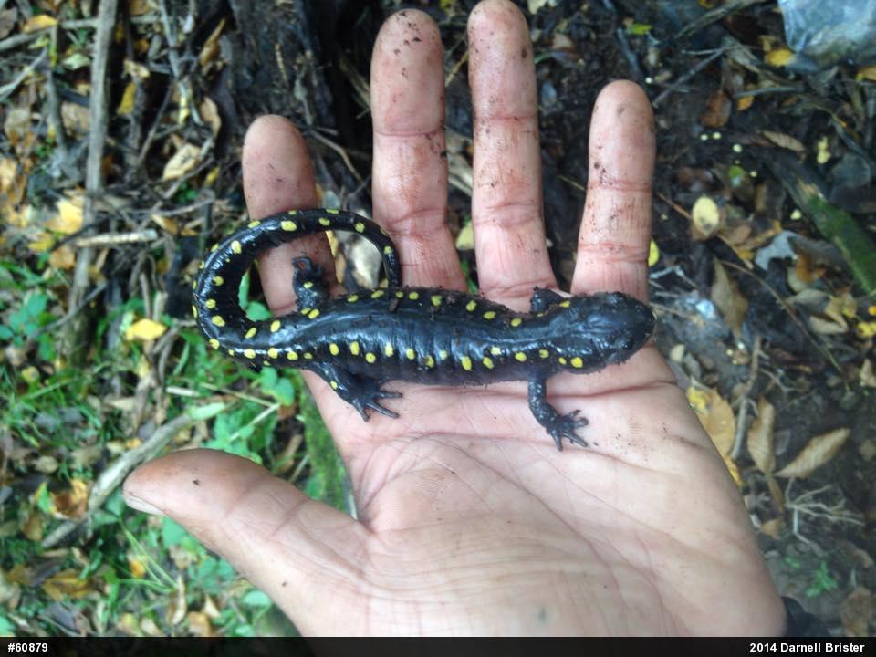 Spotted Salamander