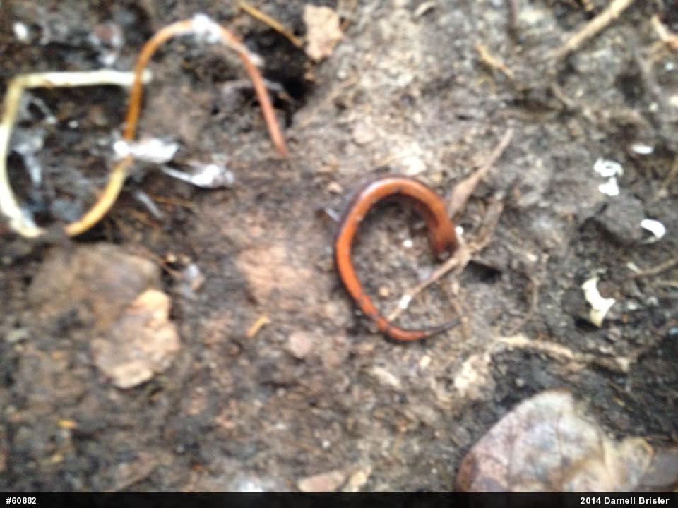 Eastern Red-backed  Salamander