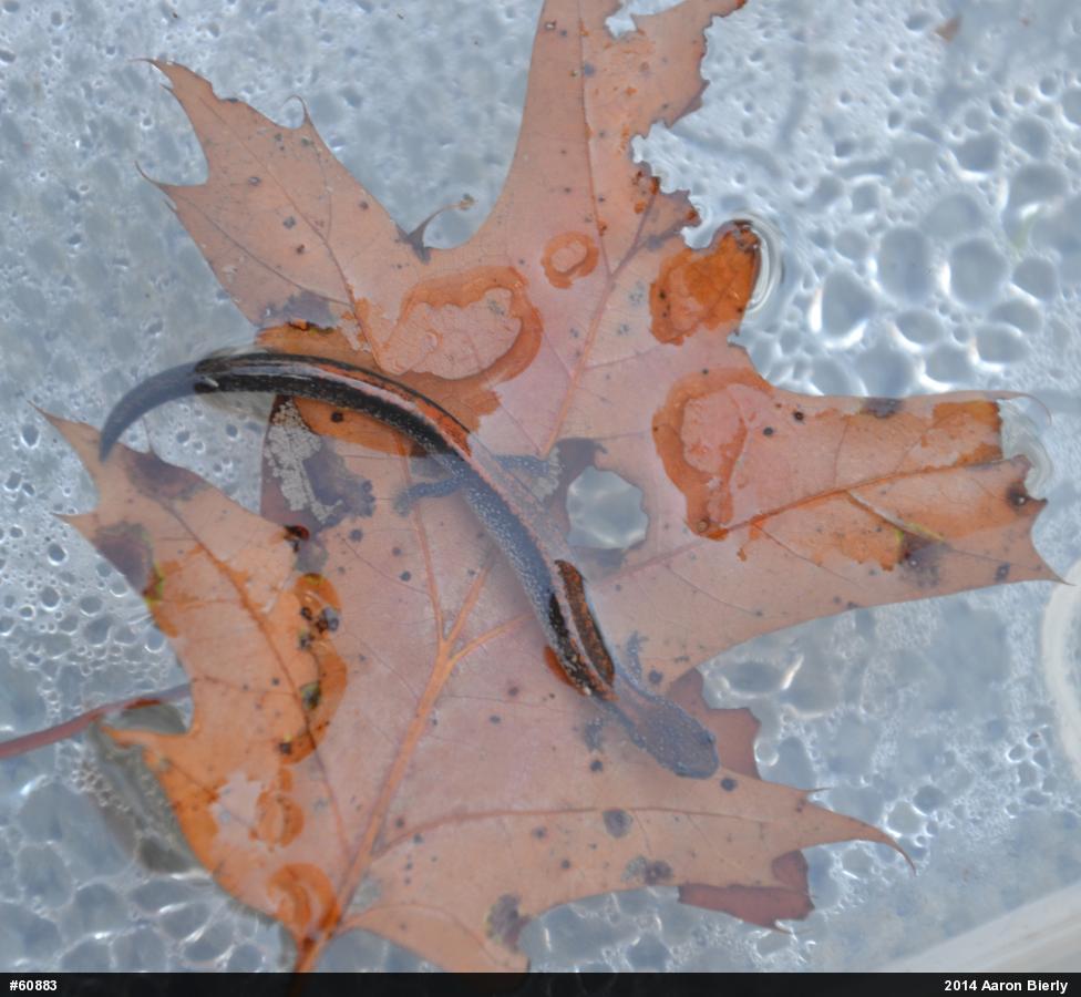 Eastern Red-backed  Salamander