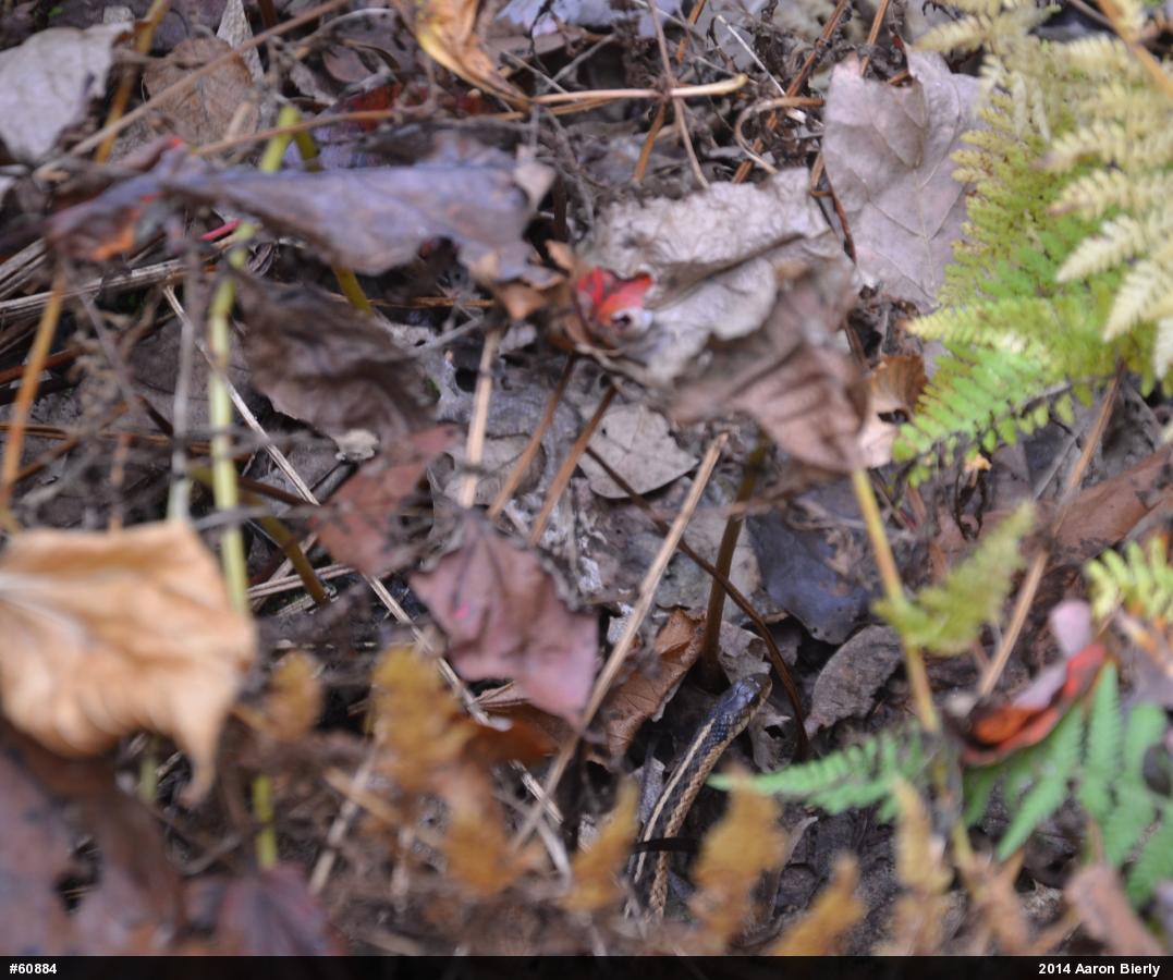 Eastern Gartersnake