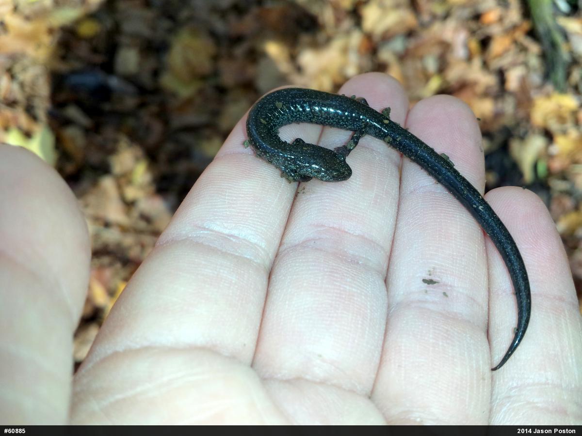 Northern Ravine Salamander