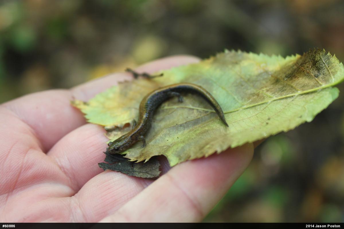 Eastern Red-backed  Salamander