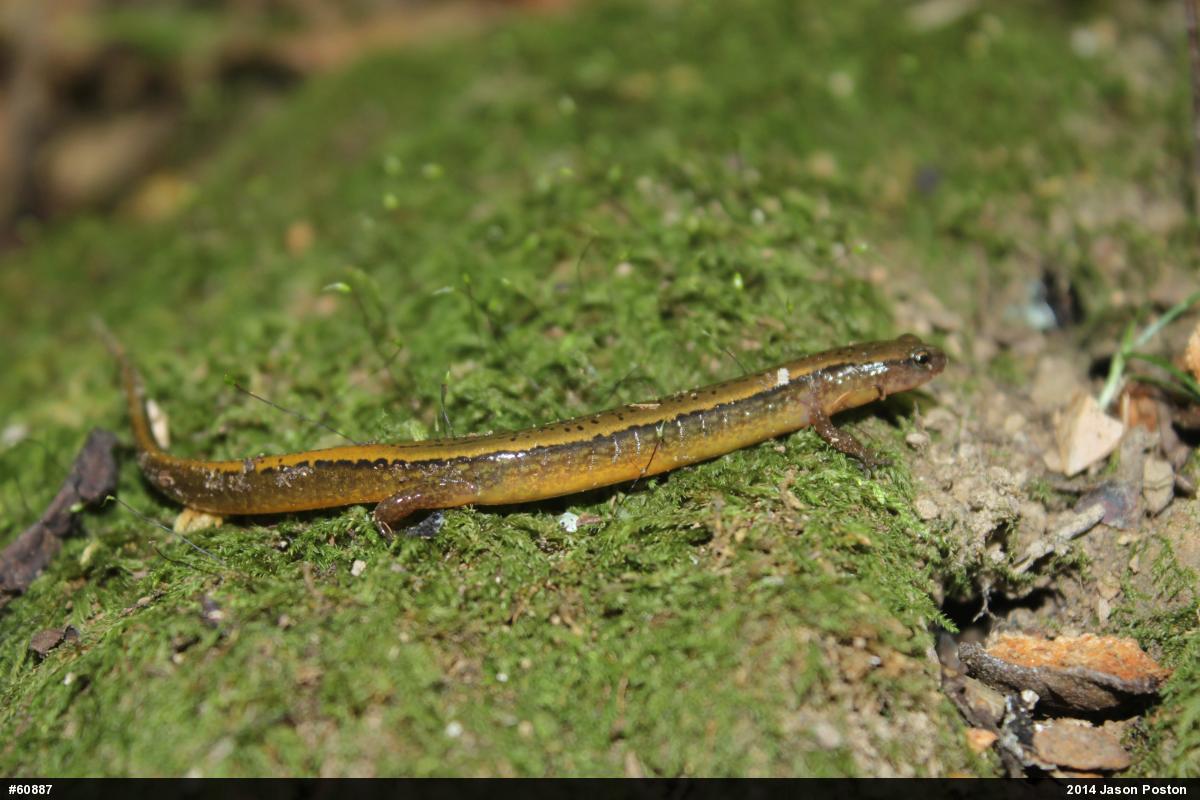 Northern Two-lined Salamander