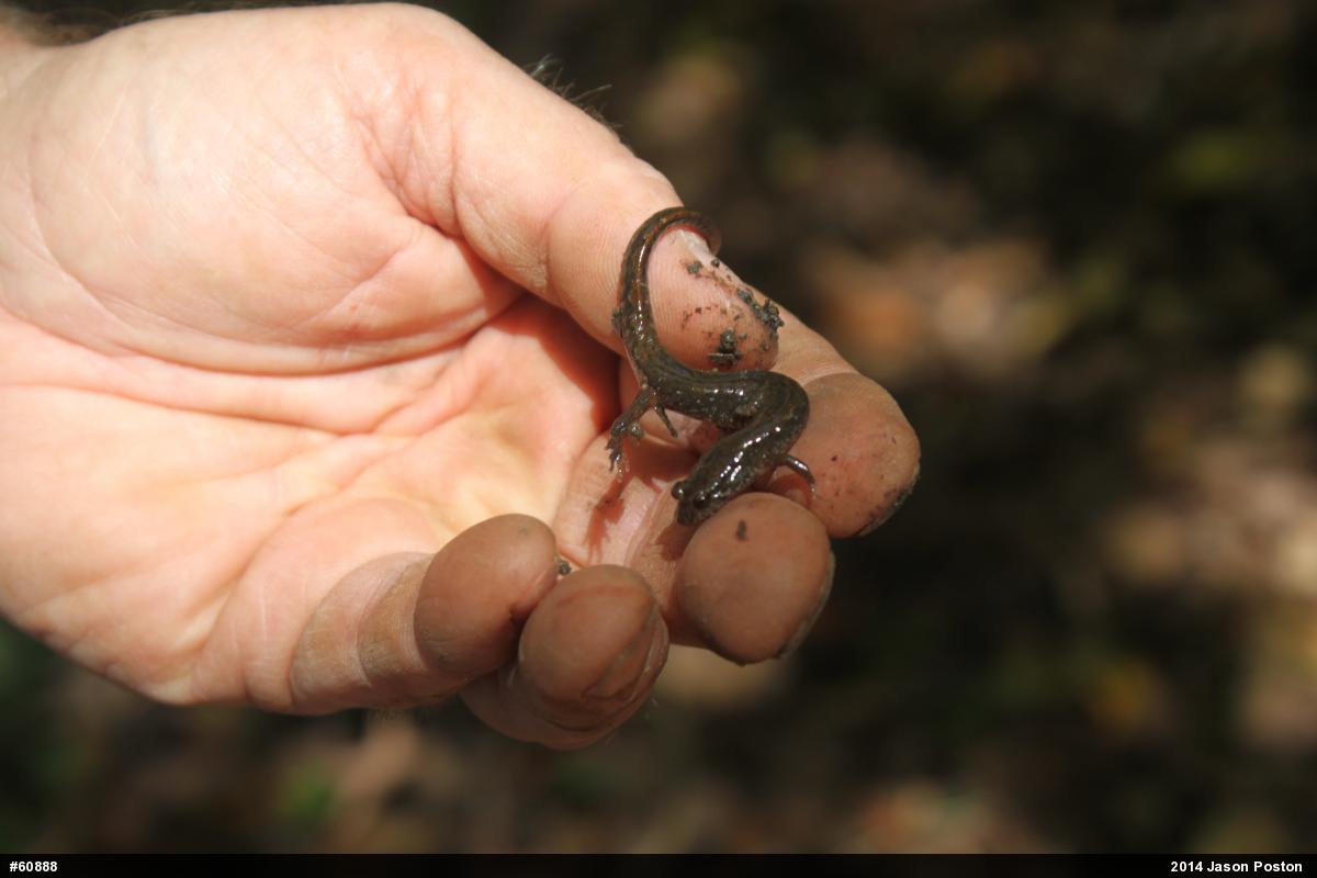 Northern Dusky Salamander