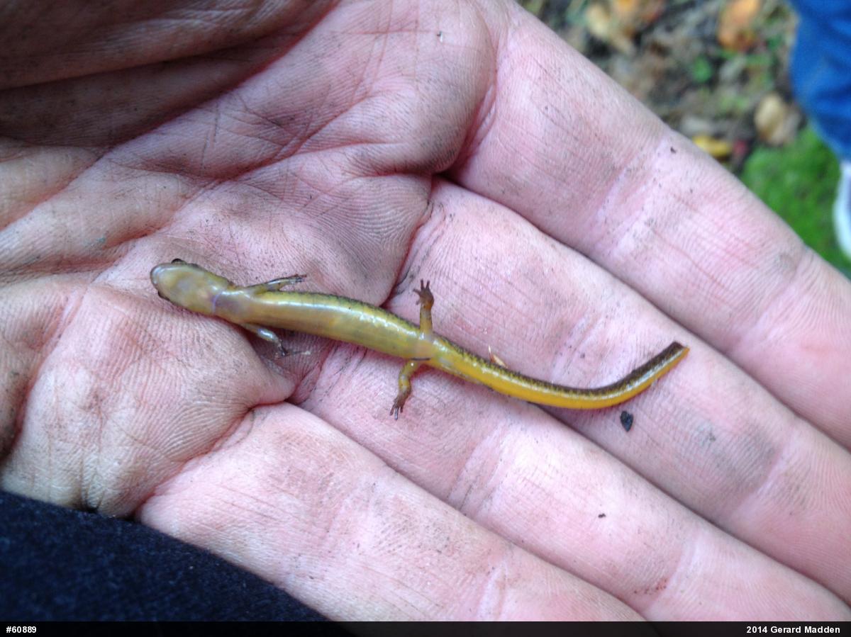 Northern Two-lined Salamander