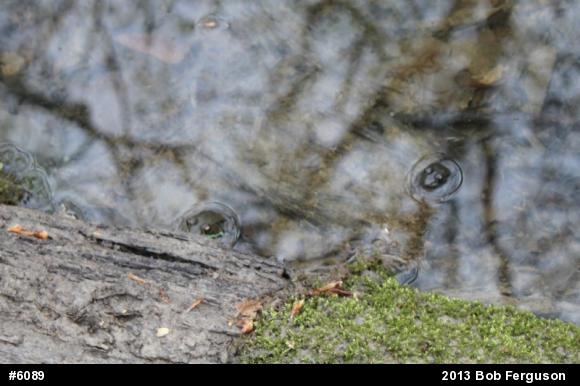 Green Frog