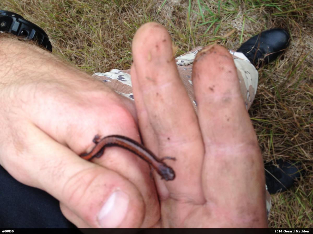 Eastern Red-backed  Salamander