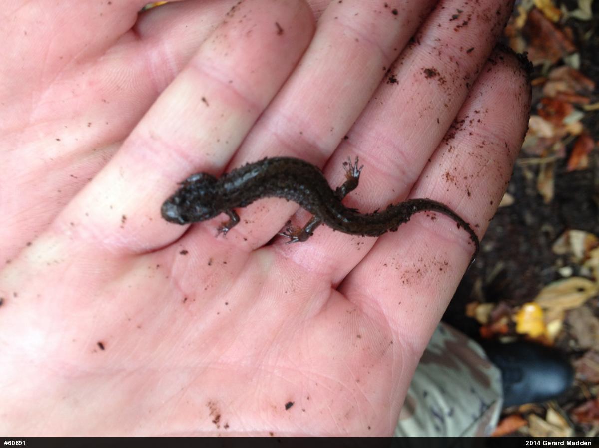 Northern Dusky Salamander