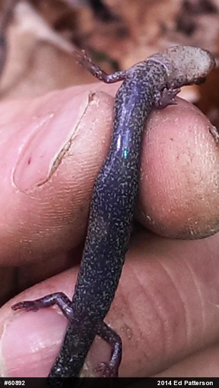 Valley And Ridge Salamander