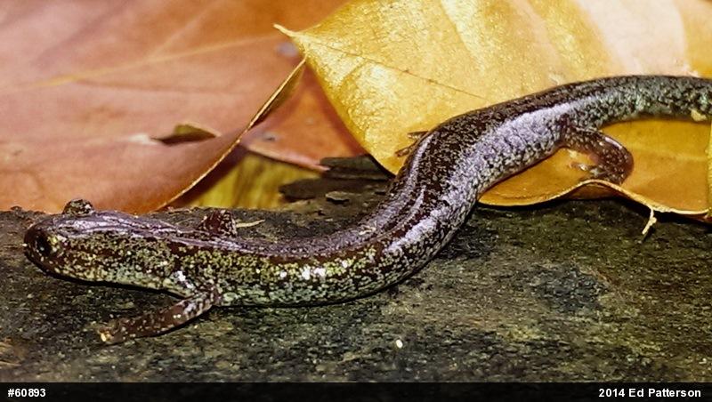 Valley And Ridge Salamander