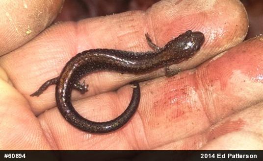 Eastern Red-backed  Salamander