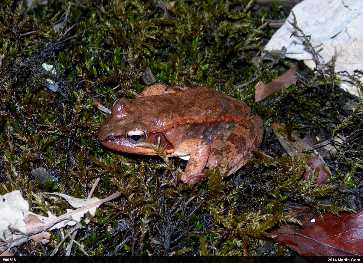Wood Frog