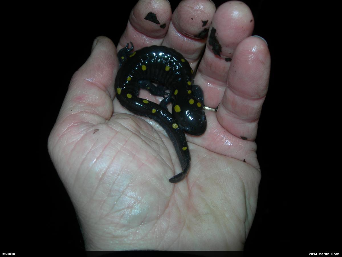 Spotted Salamander