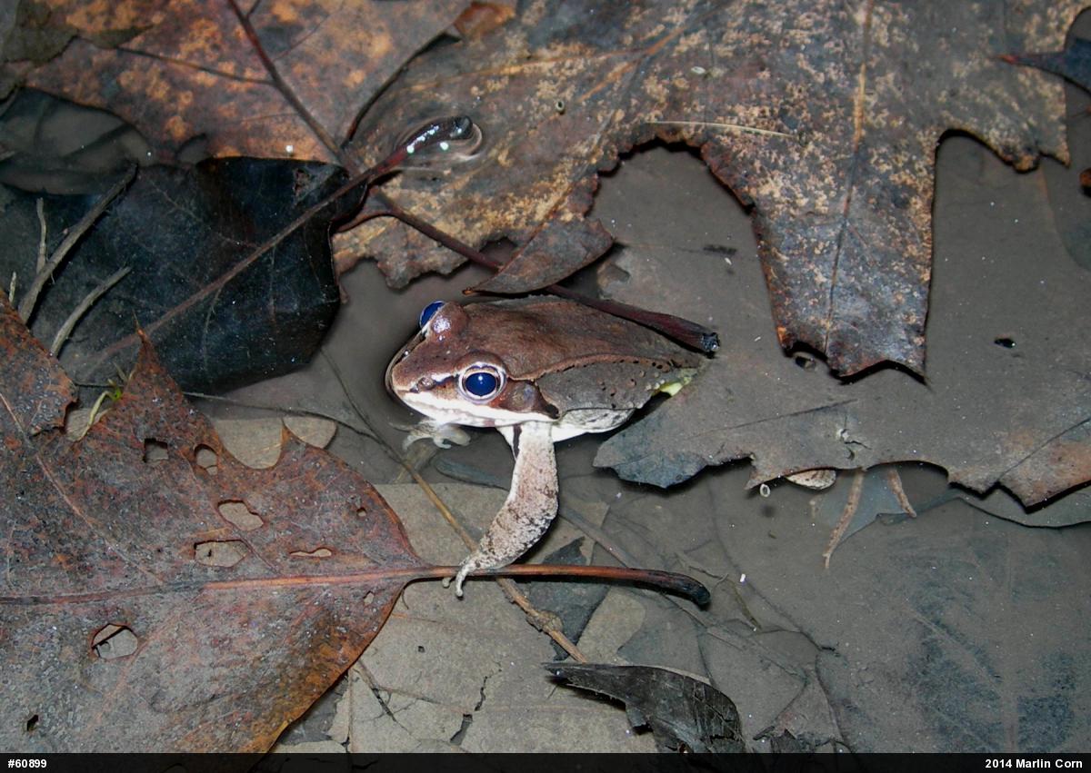 Wood Frog
