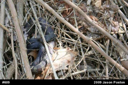 Eastern Ratsnake