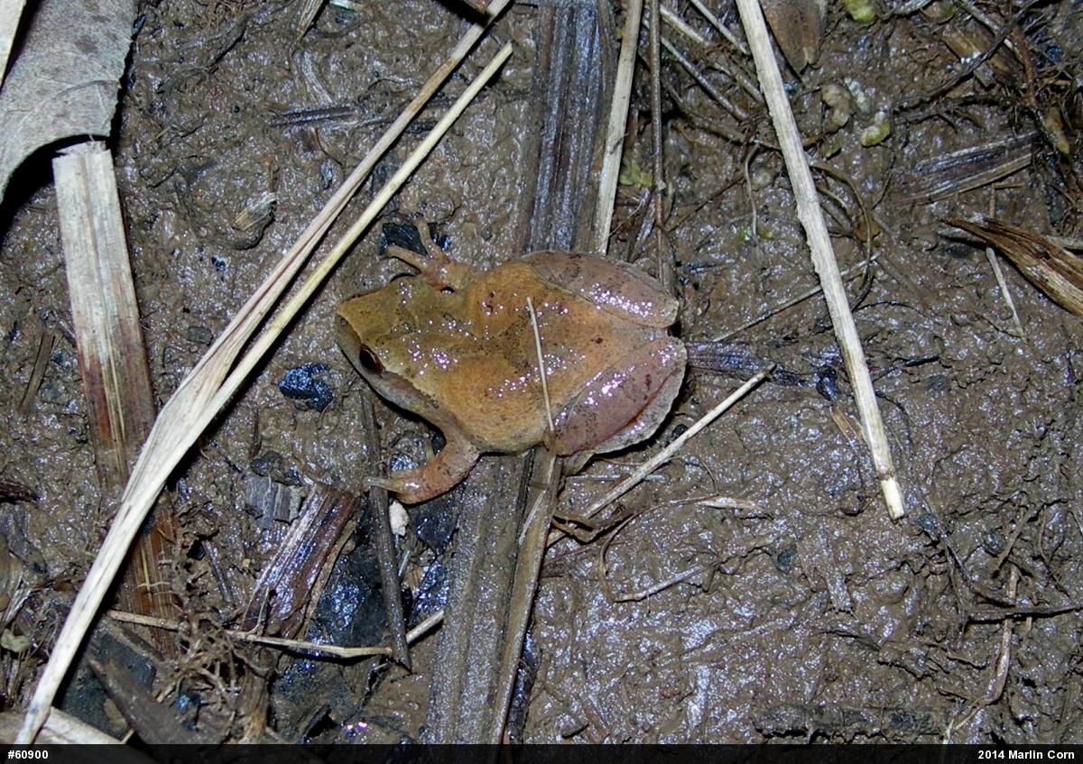 Spring Peeper