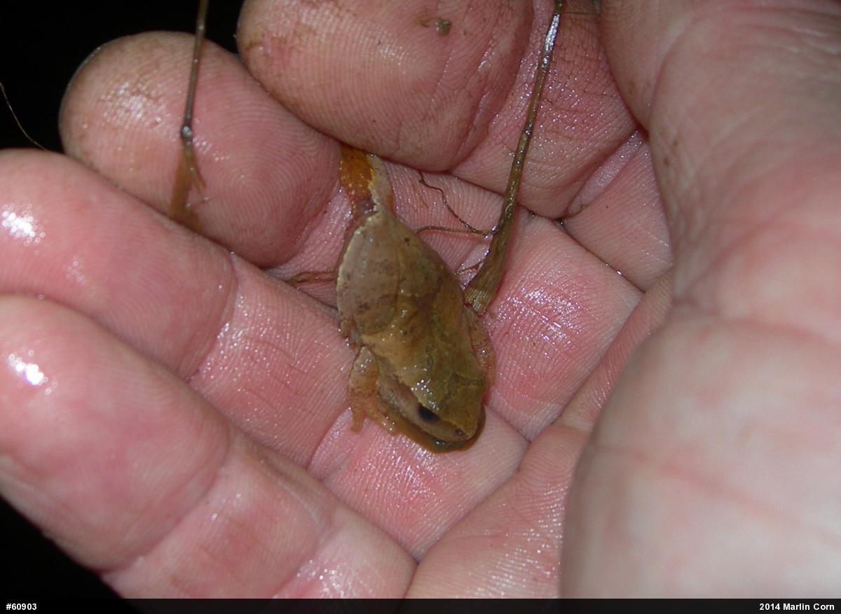 Spring Peeper