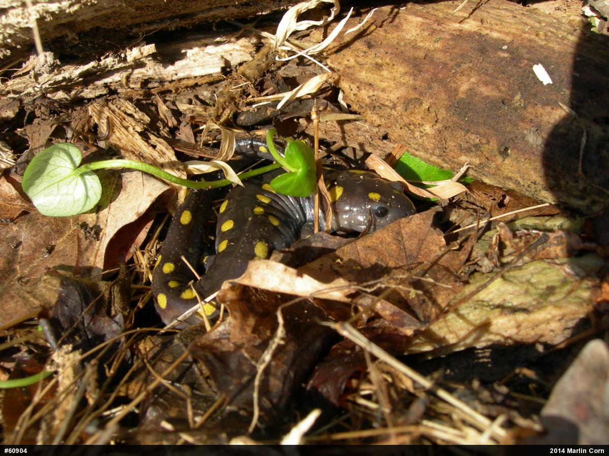 Spotted Salamander