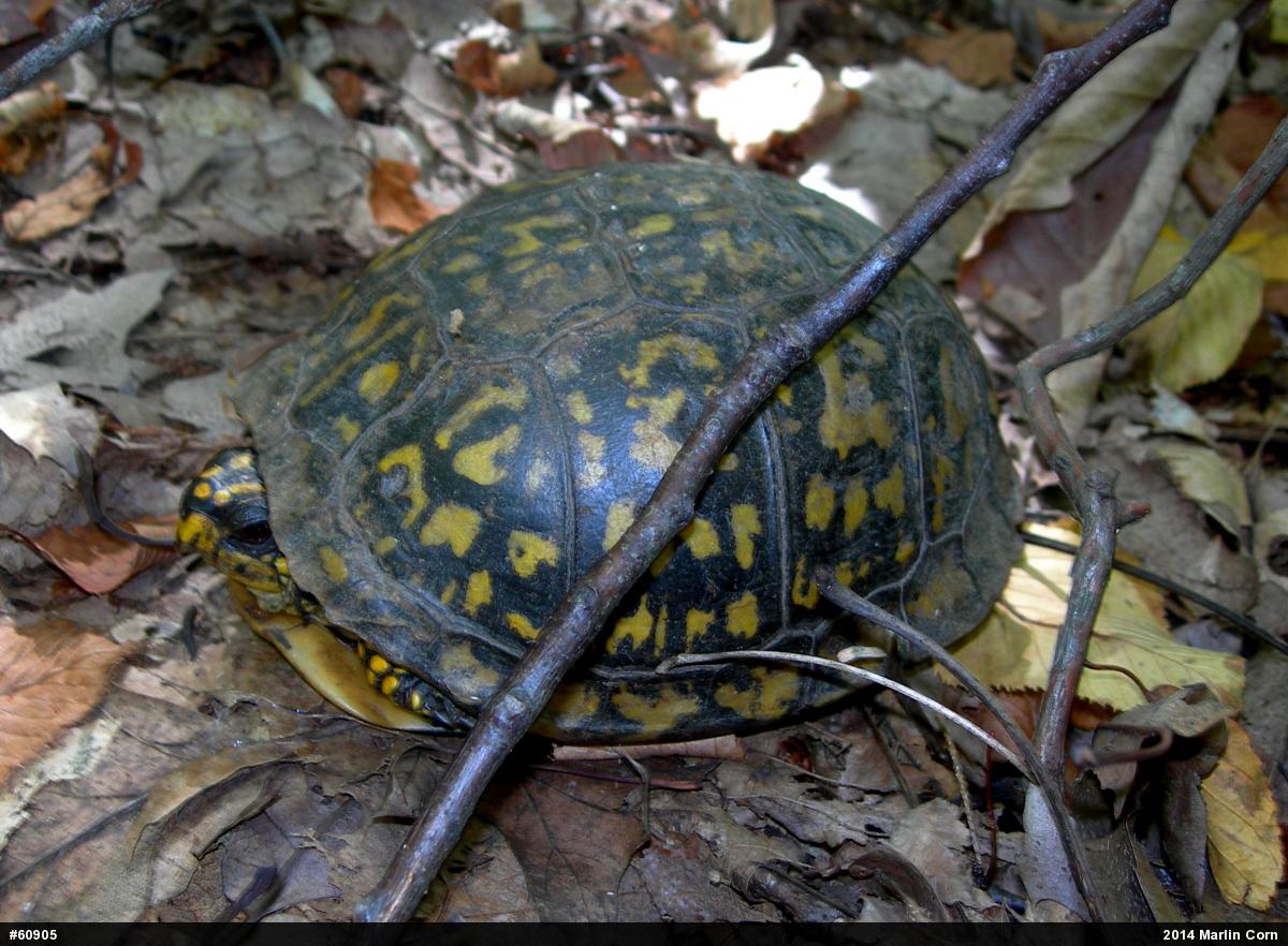 Eastern Box Turtle