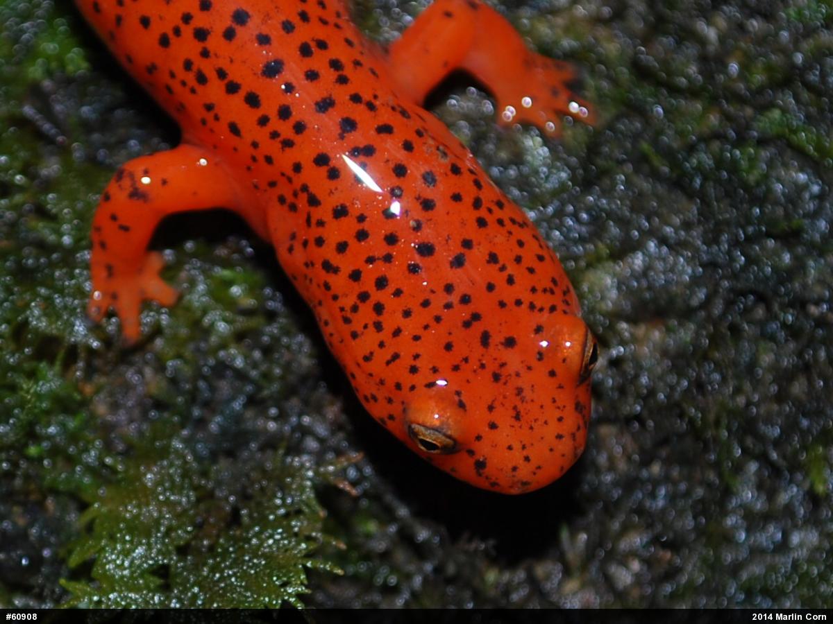 Northern Red Salamander