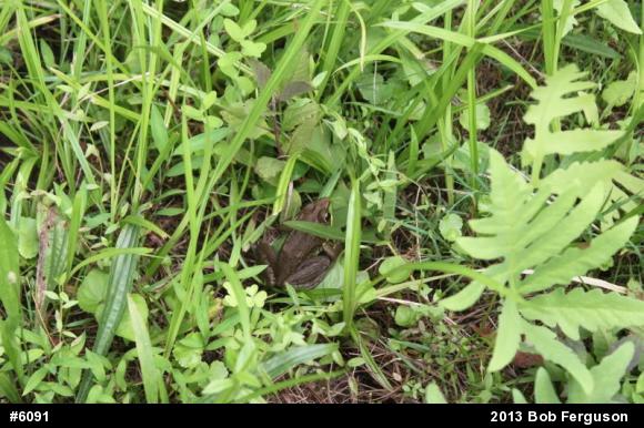 Green Frog