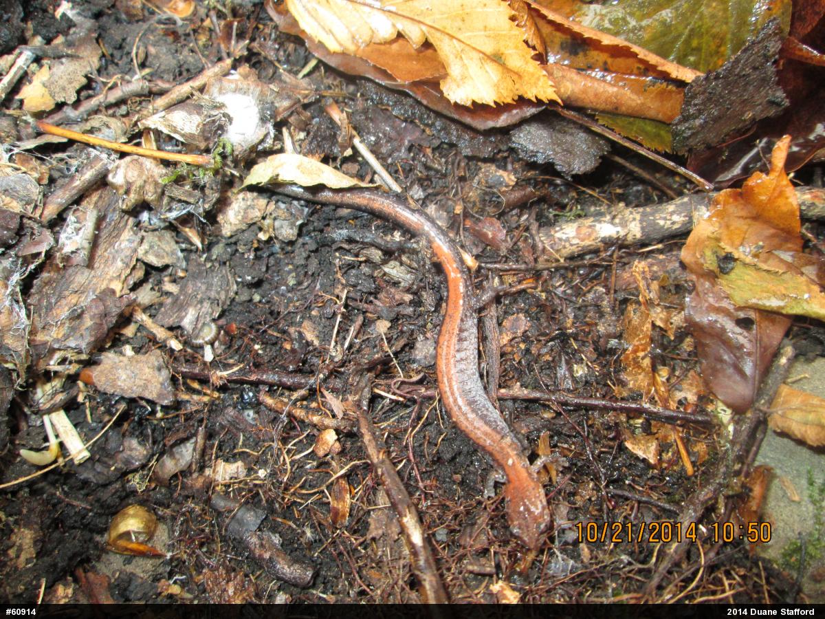 Eastern Red-backed  Salamander
