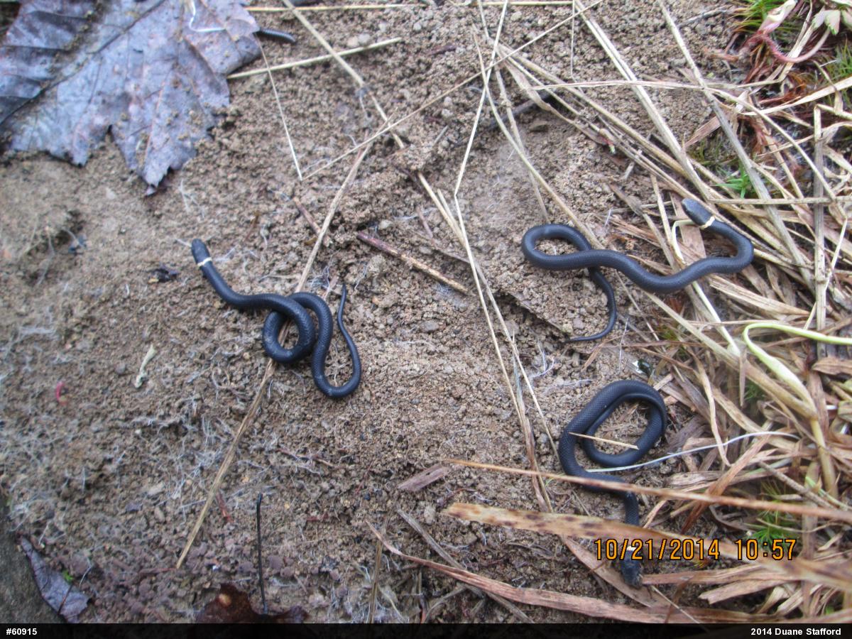 Northern Ring-necked Snake