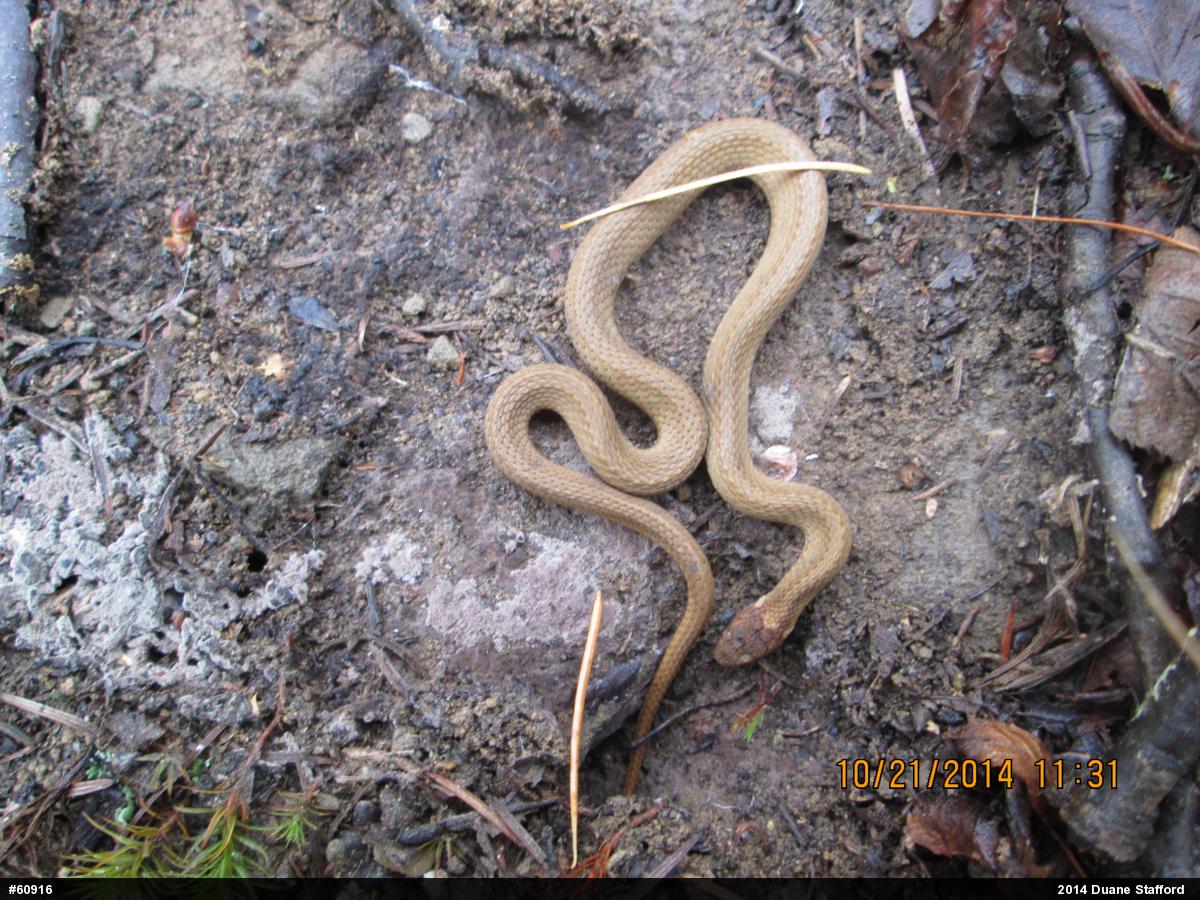 Red-bellied Snake