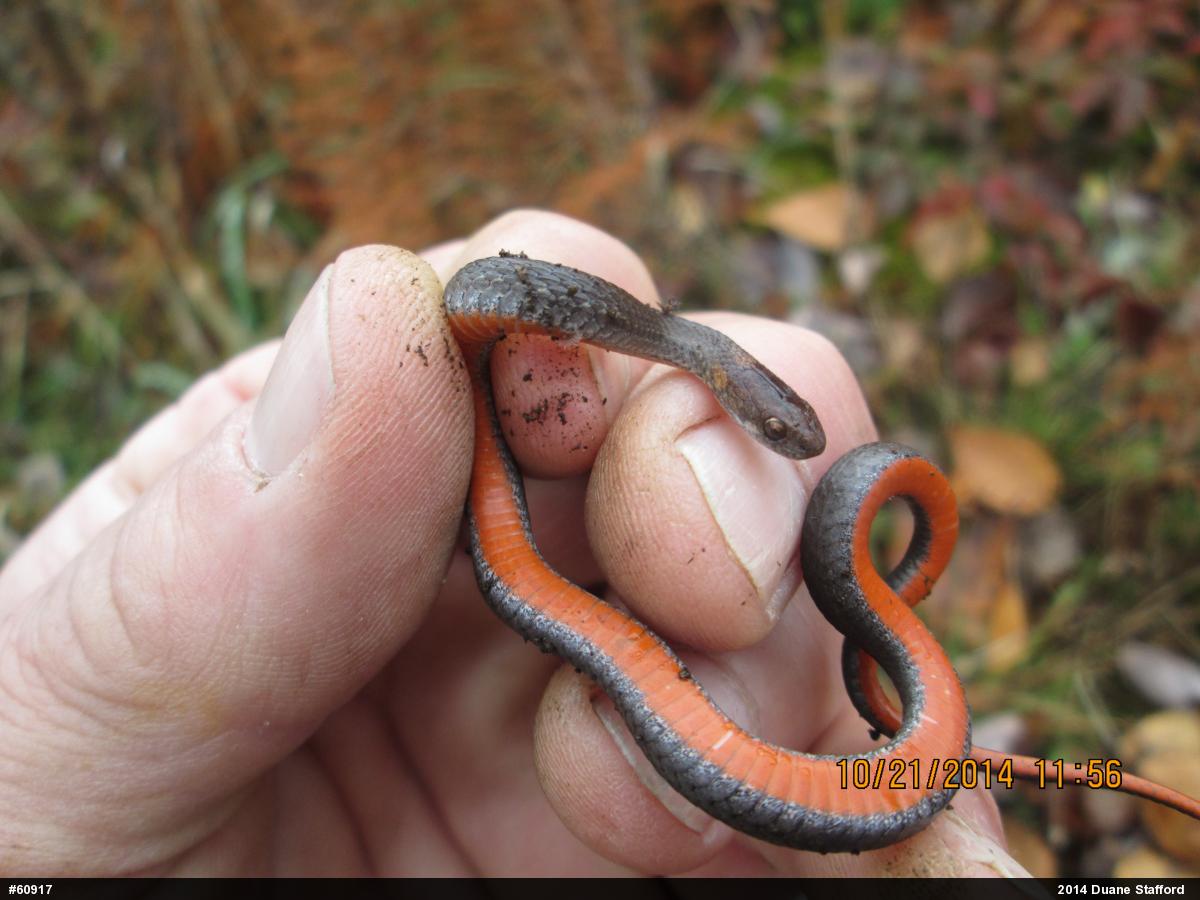 Red-bellied Snake