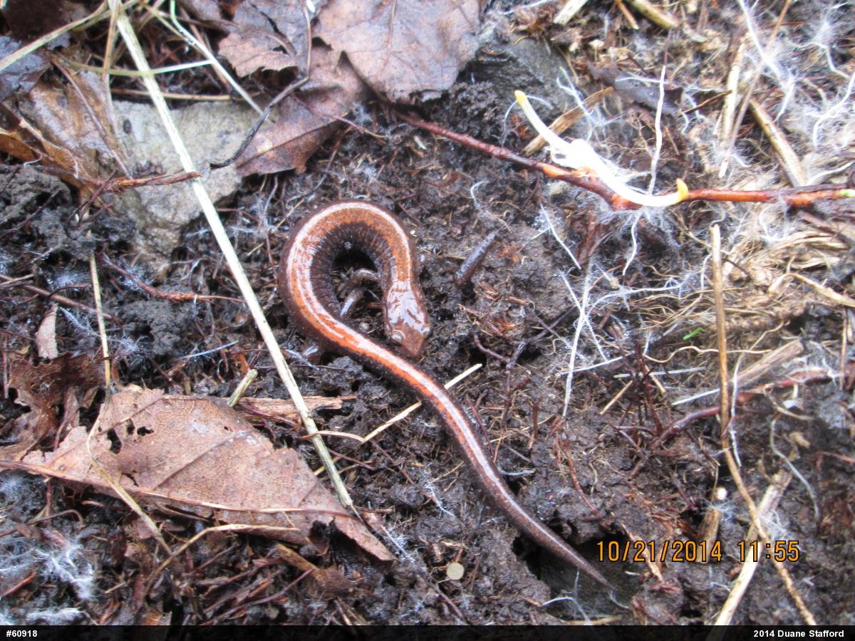 Eastern Red-backed  Salamander