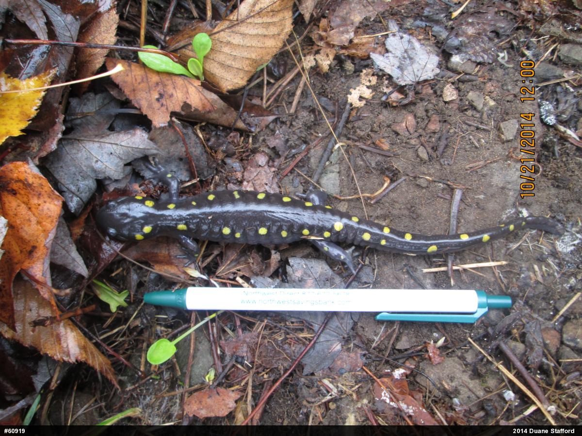Spotted Salamander