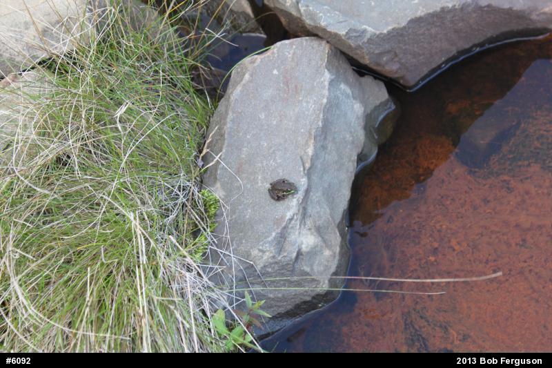 Green Frog