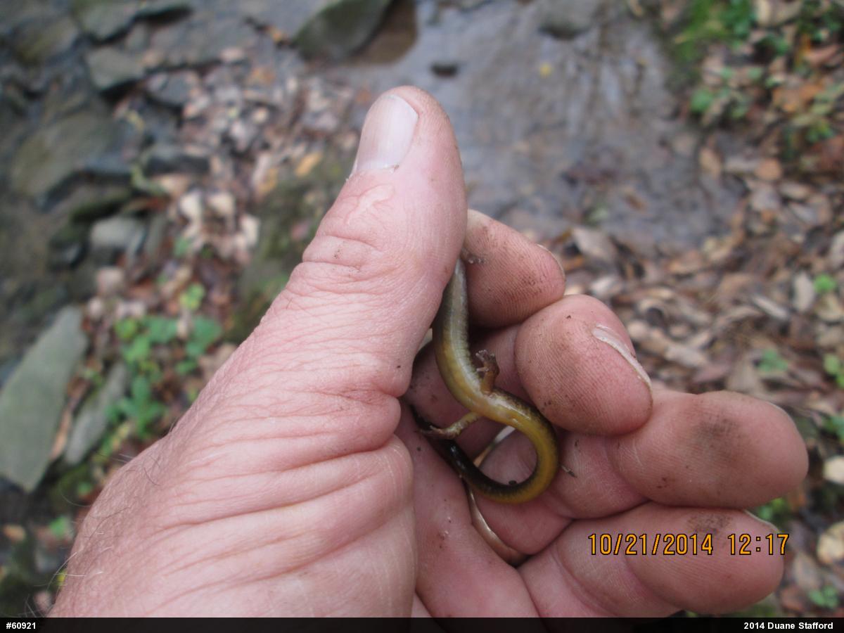 Northern Two-lined Salamander