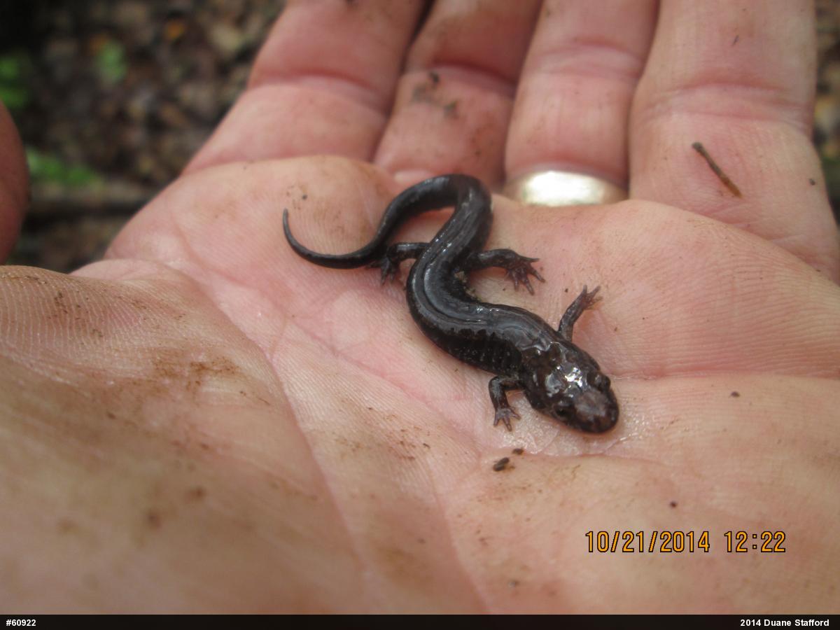 Allegheny Mountain Dusky Salamander