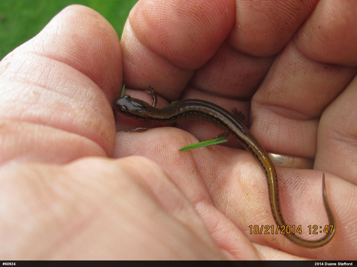 Northern Two-lined Salamander