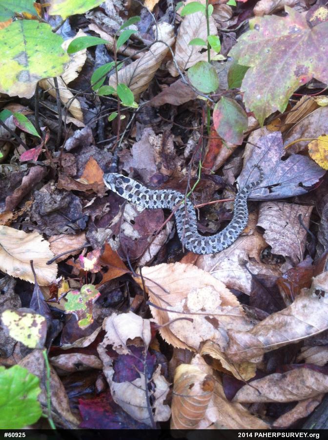 Eastern Hog-nosed Snake