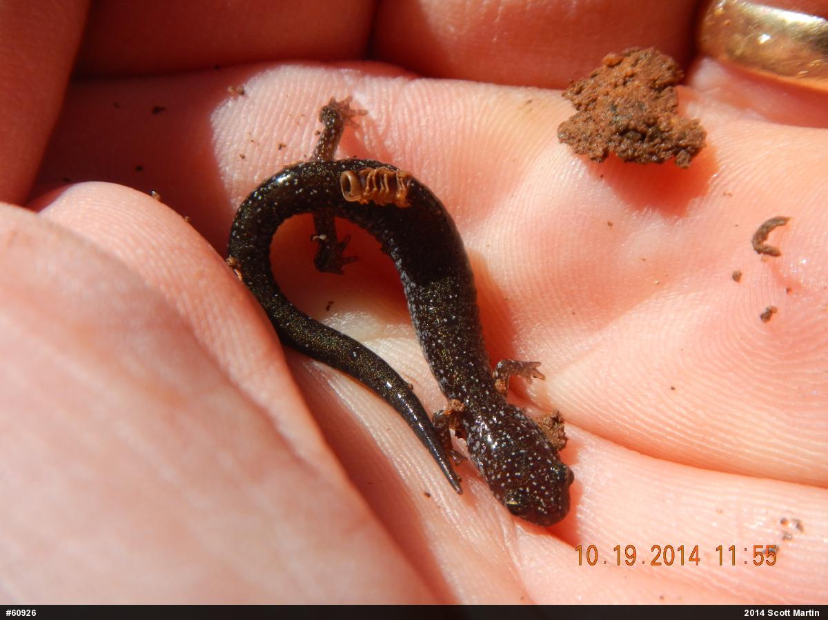 Eastern Red-backed  Salamander