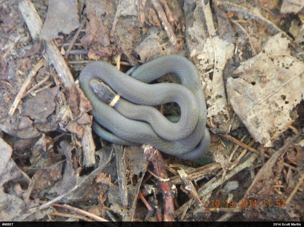 Northern Ring-necked Snake